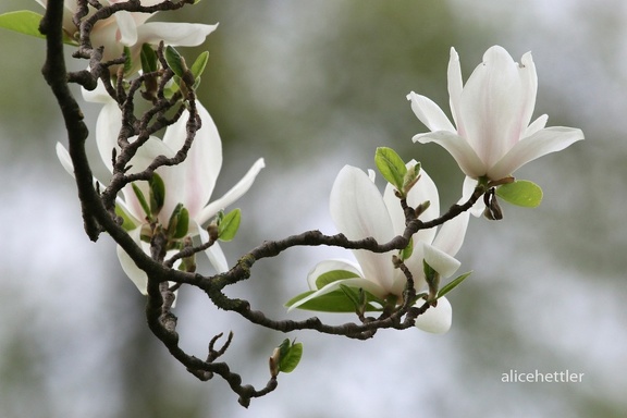 Tulpen-Magnolie (Magnolia × soulangeana)